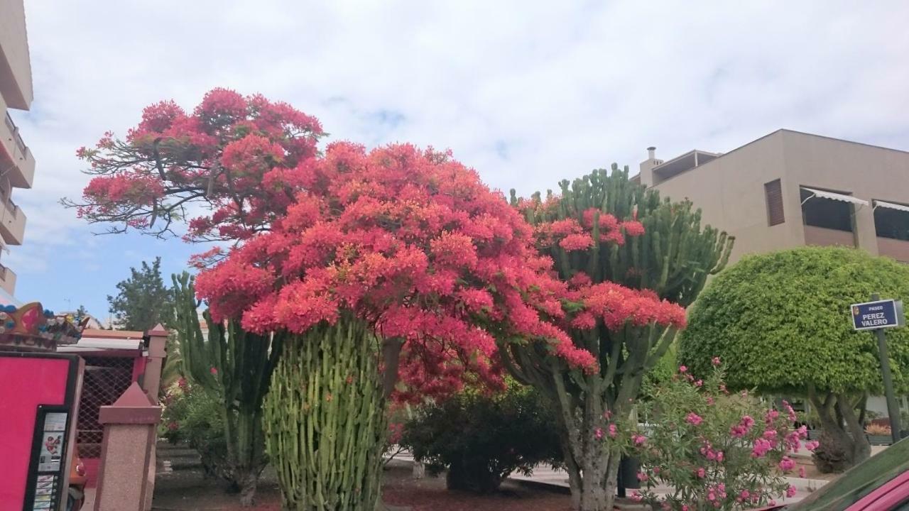 Floris'S Home Los Cristianos  Dış mekan fotoğraf